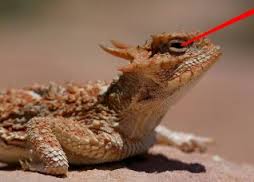 weirdest animal horned lizard